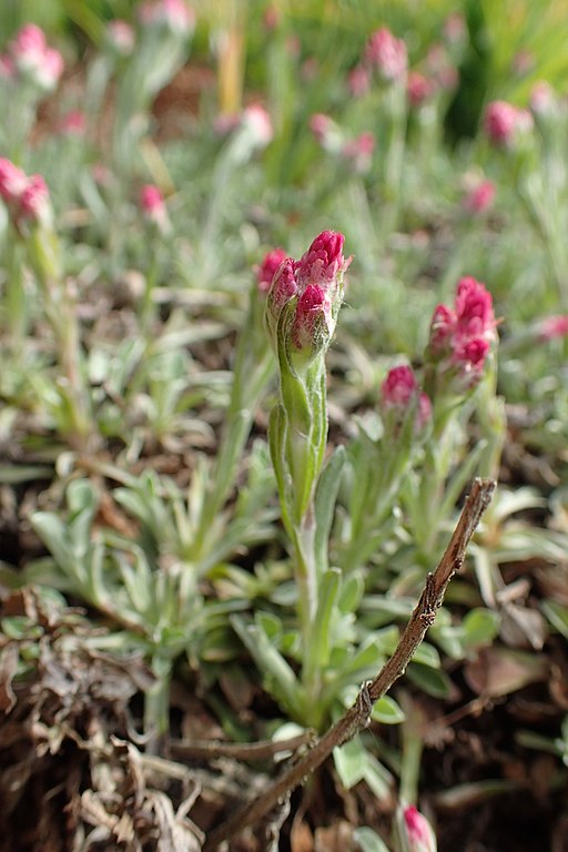 Antennaria dioica rubra Pussy Toes