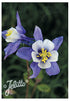 Aquilegia hybrid Earlybird Blue White Columbine image credit Jelitto Seed
