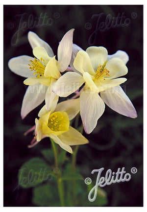 Aquilegia hybrid Earlybird Yellow Columbine image credit Jelitto Seed