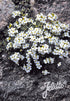 Arabis caucasica Snowcap Rockcress Image Credit: Jelitto Seed