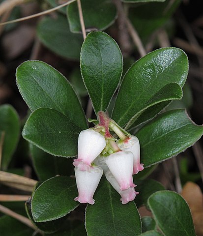 Arctostaphylos uva-ursi Bearberry Image Credit: Robert Flogaus-Faust, CC BY 4.0 <https://creativecommons.org/licenses/by/4.0>, via Wikimedia Commons