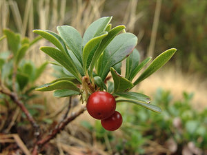 Arctostaphylos uva-ursi Bearberry Image Credit: Adrian198cm, Public domain, via Wikimedia Commons