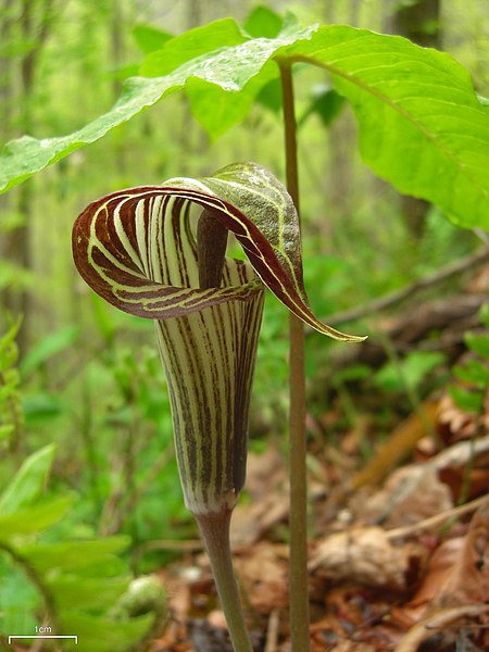 Arisaema triphyllum Jack In The Pulpit Image Credit: Jason Hollinger, CC BY 2.0 <https://creativecommons.org/licenses/by/2.0>, via Wikimedia Commons