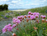 Armeria maritima Common Thrift Image Credit: Arnstein Rønning, CC BY-SA 3.0 <https://creativecommons.org/licenses/by-sa/3.0>, via Wikimedia Commons