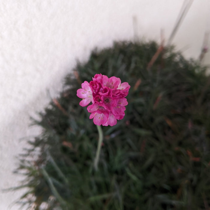 Armeria maritima Rubrifolia Common Thrift