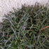 Armeria rubrifolia Foliage Image Credit Chaz Morenz 20220907