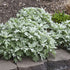 Artemisia hybrid Silver Lining PW Wormwood image credit: Walters Gardens