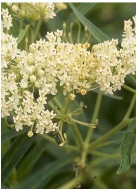 Asclepias incarnata Ice Ballet Milk Weed Butterfly Weed image credit Walters Gardens Inc