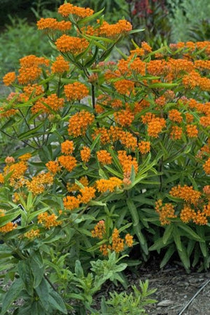 Asclepias tuberosa Milk Weed Butterfly Weed image credit Walters Gardens Inc