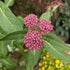 Asclepias incarnata Cinderella Milk Weed Butterfly Weed Bud Image Credit: Chaz Morenz 2022-07-04