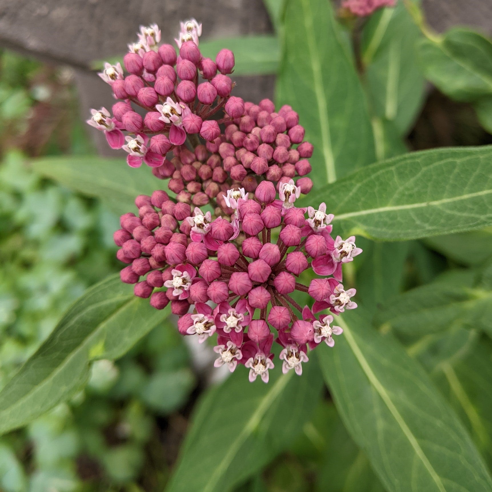 Asclepias incarnata Cinderella Milk Weed Butterfly Weed Image Credit: Chaz Morenz 2022-07-04