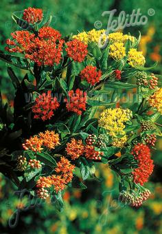 Asclepias tuberosa Gay Butterflies Milk Weed Butterfly Weed Image Credit: Jelitto Seed