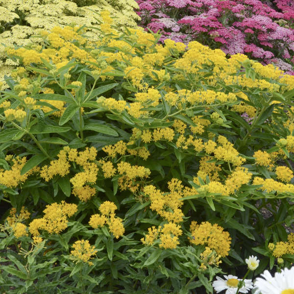 Asclepias tuberosa Hello Yellow Butterfly Milkweed