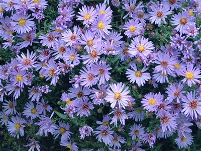 Aster dumosus Wood's Light Blue New York Aster image credit Photo credit: Walters Gardens Inc.