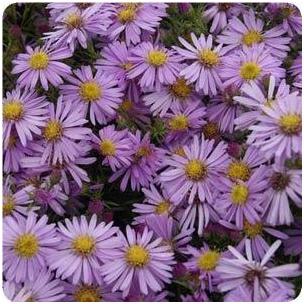 Aster dumosus Wood's Pink New York Aster image credit Ball Horticultural Company