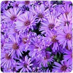 Aster dumosus Wood's Purple New York Aster image credit Ball Horticultural Company