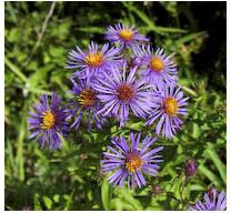 Aster novae-angliae New England Aster image credit Ontario Wild Flowers