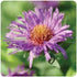 Aster novae-angliae Purple Dome New England Aster image credit Ball Horticultural Company
