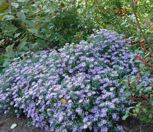 Aster laevis Smooth Aster Image Credit: North Creek Nurseries