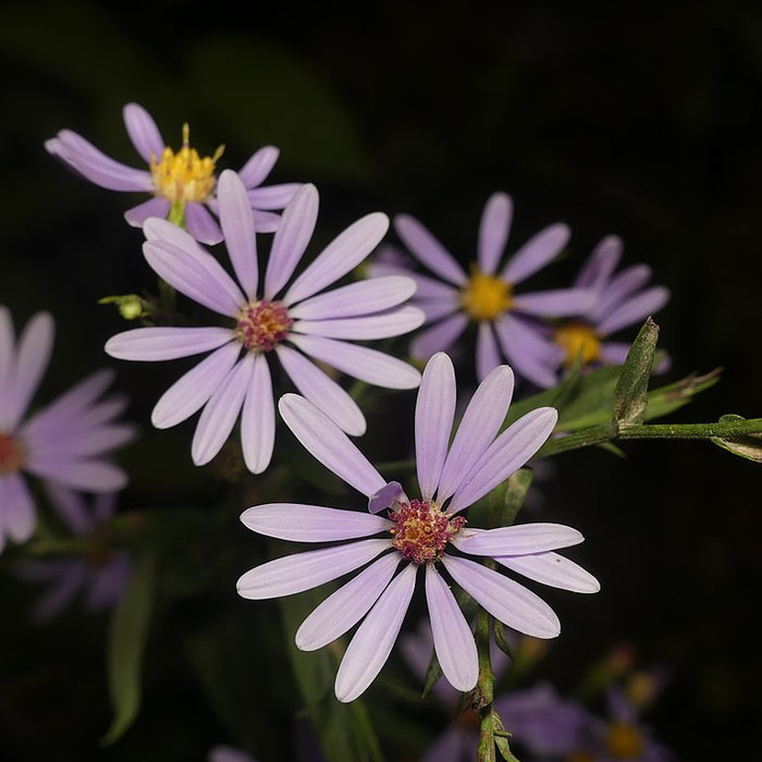 Aster laevis Smooth Aster