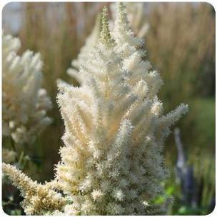 Astilbe chinensis Diamonds and Pearls False Spirea image credit Ball Horticultural Company