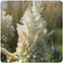 Astilbe chinensis Diamonds and Pearls False Spirea image credit Ball Horticultural Company