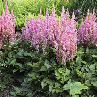 Astilbe chinensis Little Visions in Pink False Spirea image credit Walters Gardens