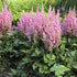 Astilbe chinensis Little Visions in Pink False Spirea image credit Walters Gardens