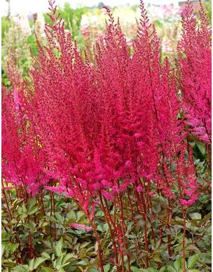 Astilbe chinensis Mighty Chocolate Cherry False Spirea