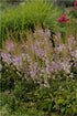 Astilbe chinensis Pumila False Spirea image credit Photo credit: Walters Gardens Inc.