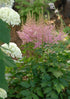 Astilbe chinensis Visions in Pink False Spirea image credit Photo credit: Walters Gardens Inc.