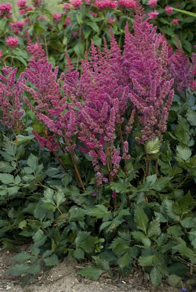 Astilbe chinensis Visions in Red False Spirea image credit Photo credit: Walters Gardens Inc.
