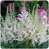 Astilbe chinensis Visions in White False Spirea image credit Ball Horticultural Company