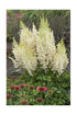 Astilbe hybrid Ivory Pearls False Spirea image credit Devroomen Gardens
