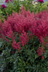 Astilbe japonica Montgomery False Spirea image credit Photo credit: Walters Gardens Inc.
