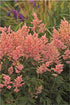 Astilbe japonica Peach Blossom False Spirea image credit Photo credit: Walters Gardens Inc.