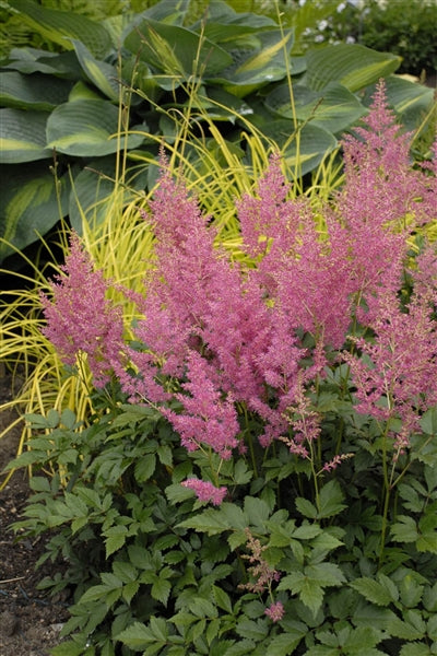 Astilbe japonica Rheinland False Spirea