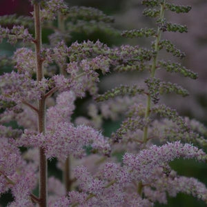 Astilbe chinensis Glitter and Glamour False Spirea Image Credit: Ball Horticulture