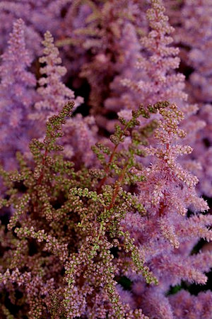 Astilbe chinensis Heart and Soul False Spirea Image Credit: Photograph by Mike Peel (www.mikepeel.net)., CC BY-SA 4.0 <https://creativecommons.org/licenses/by-sa/4.0>, via Wikimedia Commons