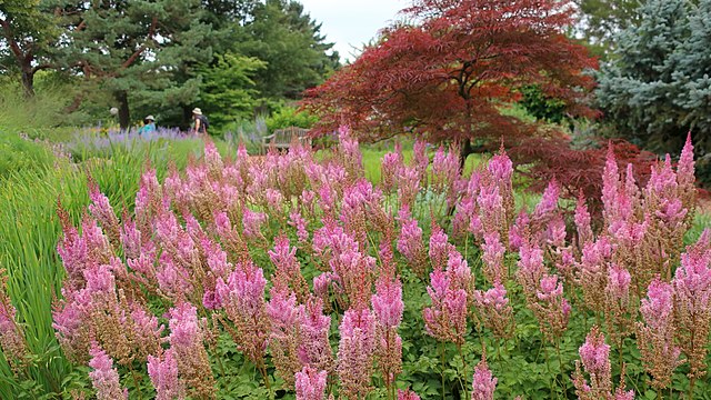 Astilbe chinensis Superba False Spirea Image Credit: cultivar413, CC BY 2.0 <https://creativecommons.org/licenses/by/2.0>, via Wikimedia Commons