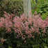 Astilbe hybrid Bressingham Beauty False Spirea Image Credit: Walter's Garden