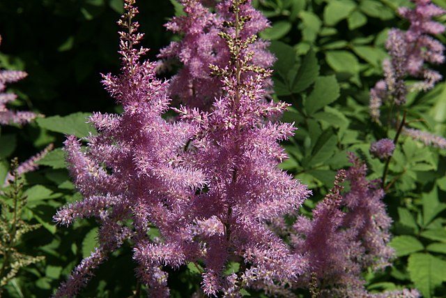 Astilbe x arendsii Amethyst False Spirea Image Credit: Photo by David J. Stang, CC BY-SA 4.0 <https://creativecommons.org/licenses/by-sa/4.0>, via Wikimedia Commons