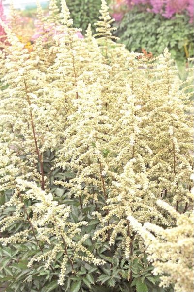 Astilbe x arendsii Cappuccino False Spirea