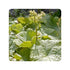 Astilboides tabularis Shieldleaf Rodgersia image credit: Millgrove Perennials