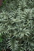 Athyrium niponicum pictum Godzilla image credit Plants Delights Nursery