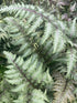 Athyrium niponicum pictum Japanese Painted Fern Japanese Painted Fern image credit Millgrove Perennials