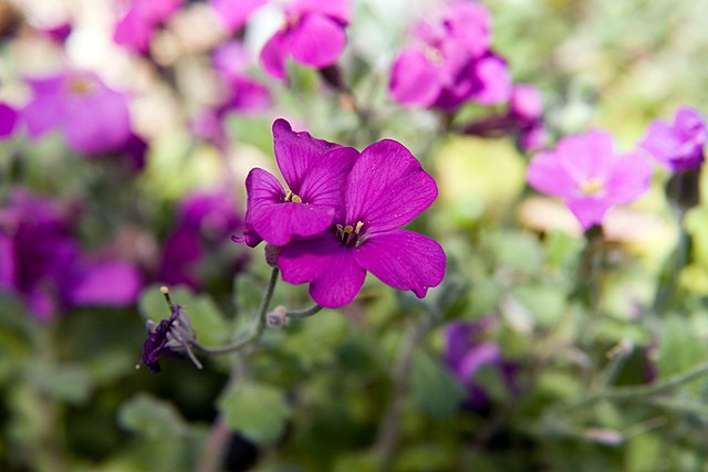 Aubrieta cultorum Cascade Red Rock Cress Image Credit:Photo by David J. Stang, CC BY-SA 4.0 <https://creativecommons.org/licenses/by-sa/4.0>, via Wikimedia Commons