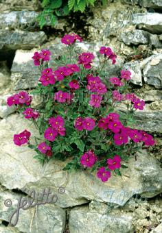 Aubrieta cultorum Cascade Red Rock Cress Image Credit: Jelitto Seed