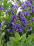 Baptisia australis Blue Wild Indigo image credit Photo credit: Walters Gardens Inc.