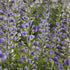 Baptisia hybrid Blue Bubbly PW Blue Wild Indigo image credit: Walters Gardens
